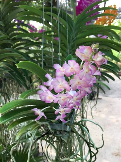 สวนกล้วยไม้ลุงนิยม