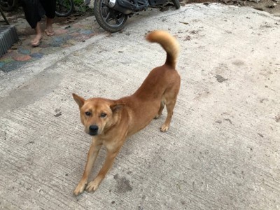 น้องหมาอีกแล้ว