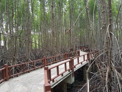 บรรยากาศ ศูนย์ศึกษาเรียนรู้ระบบนิเวศป่าชายเลนสิรินาถราชินี