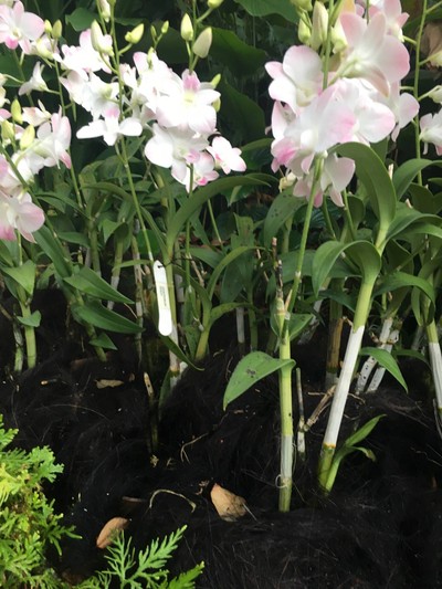 ใช้เส้นผมรึป่าว มีใครทราบขอความรู้หน่อยนะคะ