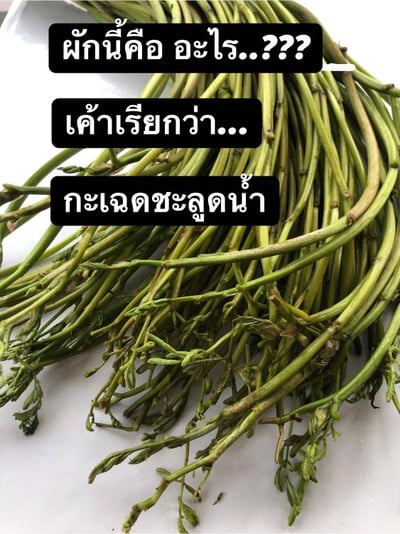 วิธีทำ ยำกะเฉดชะลูดน้ำ วิธีทำ ยำกะเฉดชะลูดน้ำ