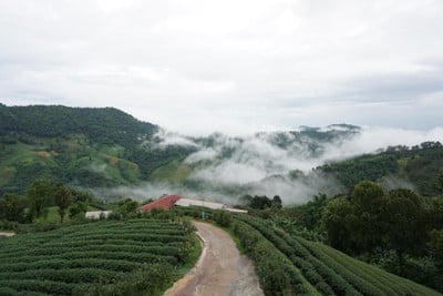 101 Tea Green View Resort