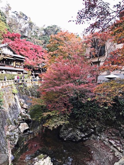 Osaka กับใบไม้สีแดง