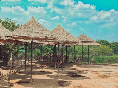 พาย้อนวันวานกลับไปวัยเด็กที่ “ Safari World”