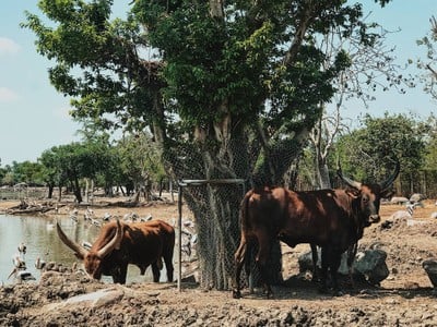 พาย้อนวันวานกลับไปวัยเด็กที่ “ Safari World”