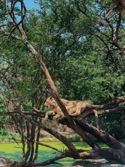 พาย้อนวันวานกลับไปวัยเด็กที่ “ Safari World”