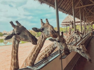 พาย้อนวันวานกลับไปวัยเด็กที่ “ Safari World”