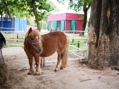 Camel Republic