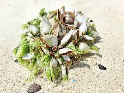 ไม่รู้จักชื่อ แต่ดูรวมๆ แล้วมีเสน่ห์