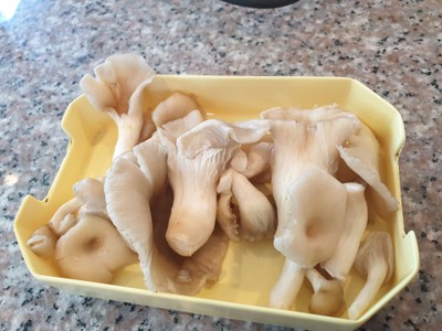 เห็ดเป๋าฮื้อ