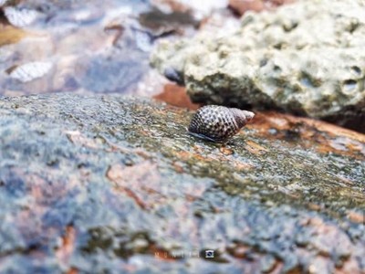 ไม่มีคู่