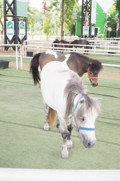 บรรยากาศ DutchFarm ดัทช์ฟาร์ม ฟาร์มม้าแคระ เชียงใหม่