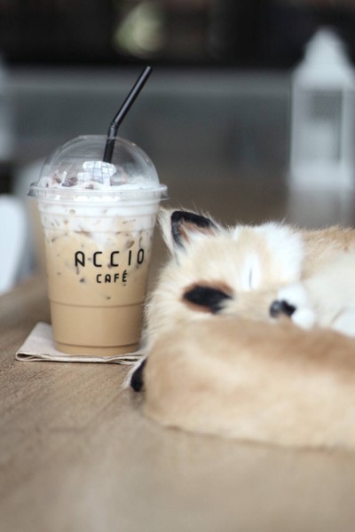 เมนูของร้าน ACCIO CAFE'