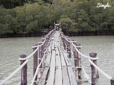 สะพานไม้กับความเขียวขจี