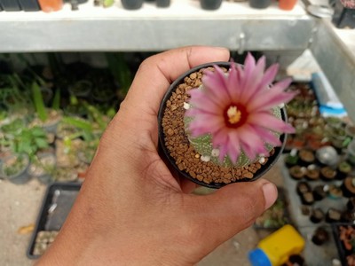 คุกกี้รันแคคตัส / CookieRunCactus (Cookierun Cactus) Facebook.com/CookieRunCactus