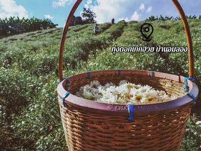 "สะเมิง" เชียงใหม่ หน้าหนาวที่แล้ว