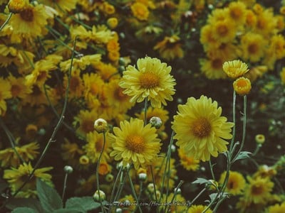  ดอกเก๊กฮวยสีเหลือง