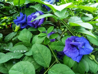 บริเวณโดยรอบ