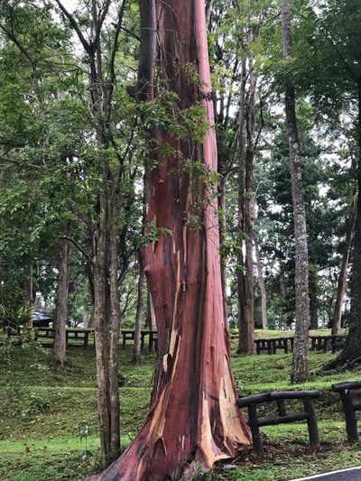 ร้านกาแฟวิวสวย บนดอยปุย