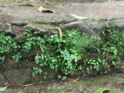 ร้านกาแฟวิวสวย บนดอยปุย