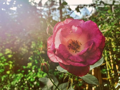 "สะเมิง" เชียงใหม่ หน้าหนาวที่แล้ว