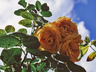 "สะเมิง" เชียงใหม่ หน้าหนาวที่แล้ว