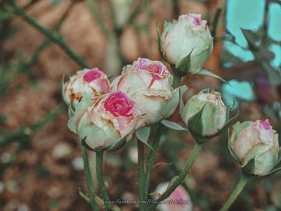 "สะเมิง" เชียงใหม่ หน้าหนาวที่แล้ว