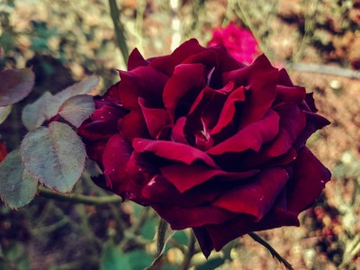 "สะเมิง" เชียงใหม่ หน้าหนาวที่แล้ว