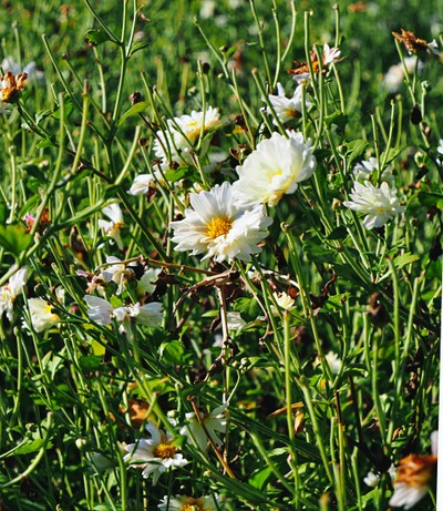 "สะเมิง" เชียงใหม่ หน้าหนาวที่แล้ว