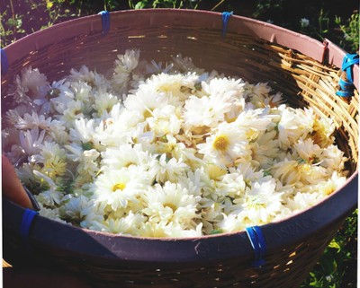 ดอกเก๊กฮวย ไร่นายพล