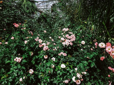 "สะเมิง" เชียงใหม่ หน้าหนาวที่แล้ว