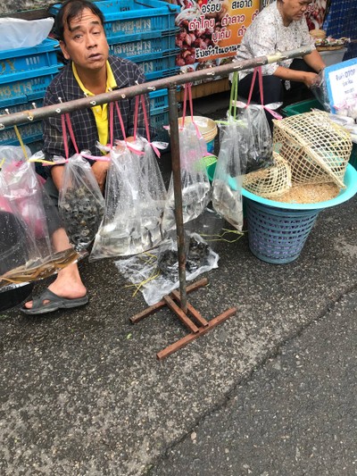 เมืองเชียงใหม่ 
ตลาาดเช้าตรู่ มีอะไรมากกว่าที่คิด