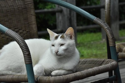 สวัสดีมนุษย์