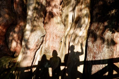 ต้นไม้อายุหลายพันปี 