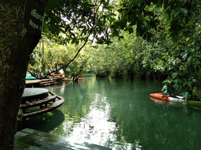 น้ำใสมองเห็นซากไม้ 