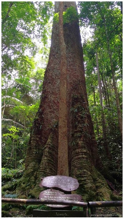 ต้นกระบากใหญ่ที่สุดในประเทศไทย