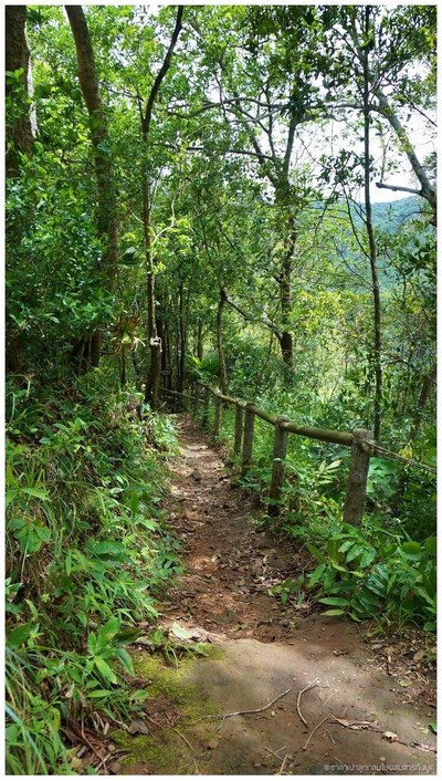 ทางเดินไปต้นกระบากใหญ่