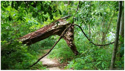 ทางเดินไปต้นกระบากใหญ่