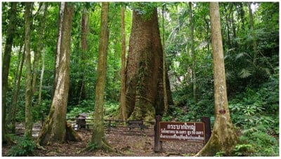 อุทยานแห่งชาติตากสินมหาราช