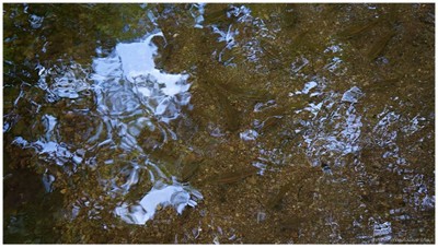 ปลาพวง คุ้นคนมากๆ