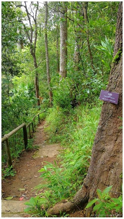 ทางเดินไปต้นกระบากใหญ่