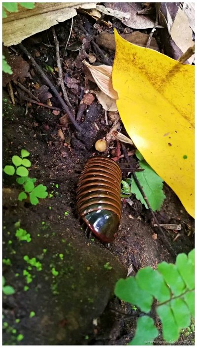 ตัวอะไรไม่รู้ในป่า ใหญ่จัง