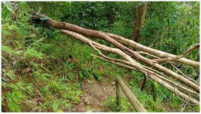 ทางเดินไปต้นกระบากใหญ่