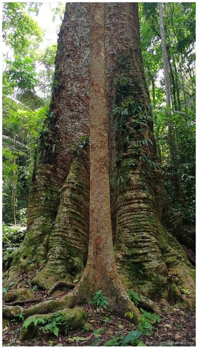 ต้นกระบากใหญ่ที่สุดในประเทศไทย