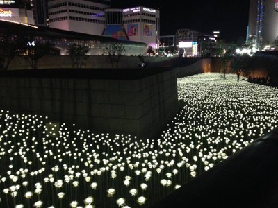 กุหลาบ LED สวยมาก 