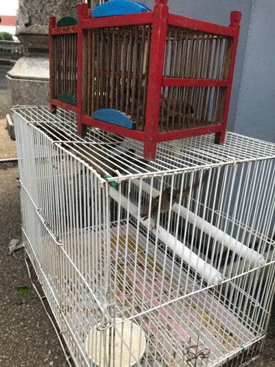 มีให้ปล่อยนกด้วยจร้า