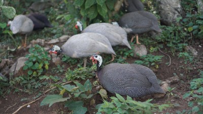 บรรยากาศ Bonanza Exotic Zoo