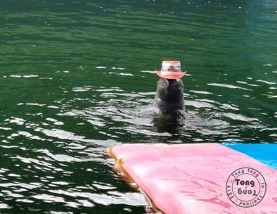 ฉุกเฉินทริป in Rayong & Pattaya