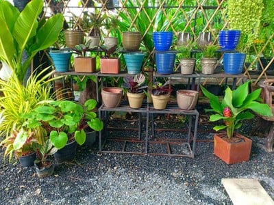 บรรยากาศ ตลาดต้นไม้สวนพฤกษา หทัยราษฎร์