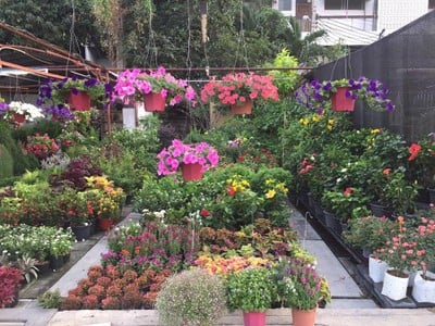 บรรยากาศ ตลาดต้นไม้ ทอ.ทุ่งสีกัน